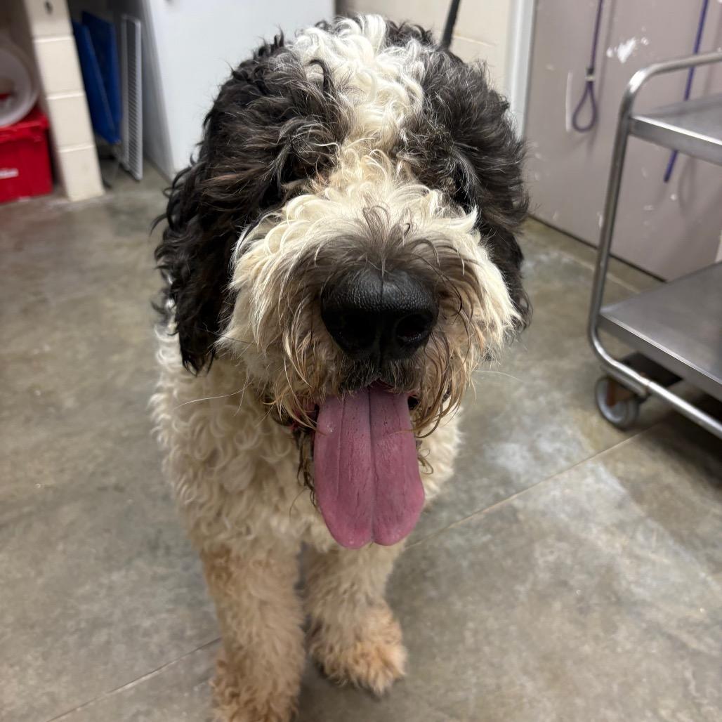 Enlarge Javier, a Adoptable mixed breed in Manhattan, KS image 4/6