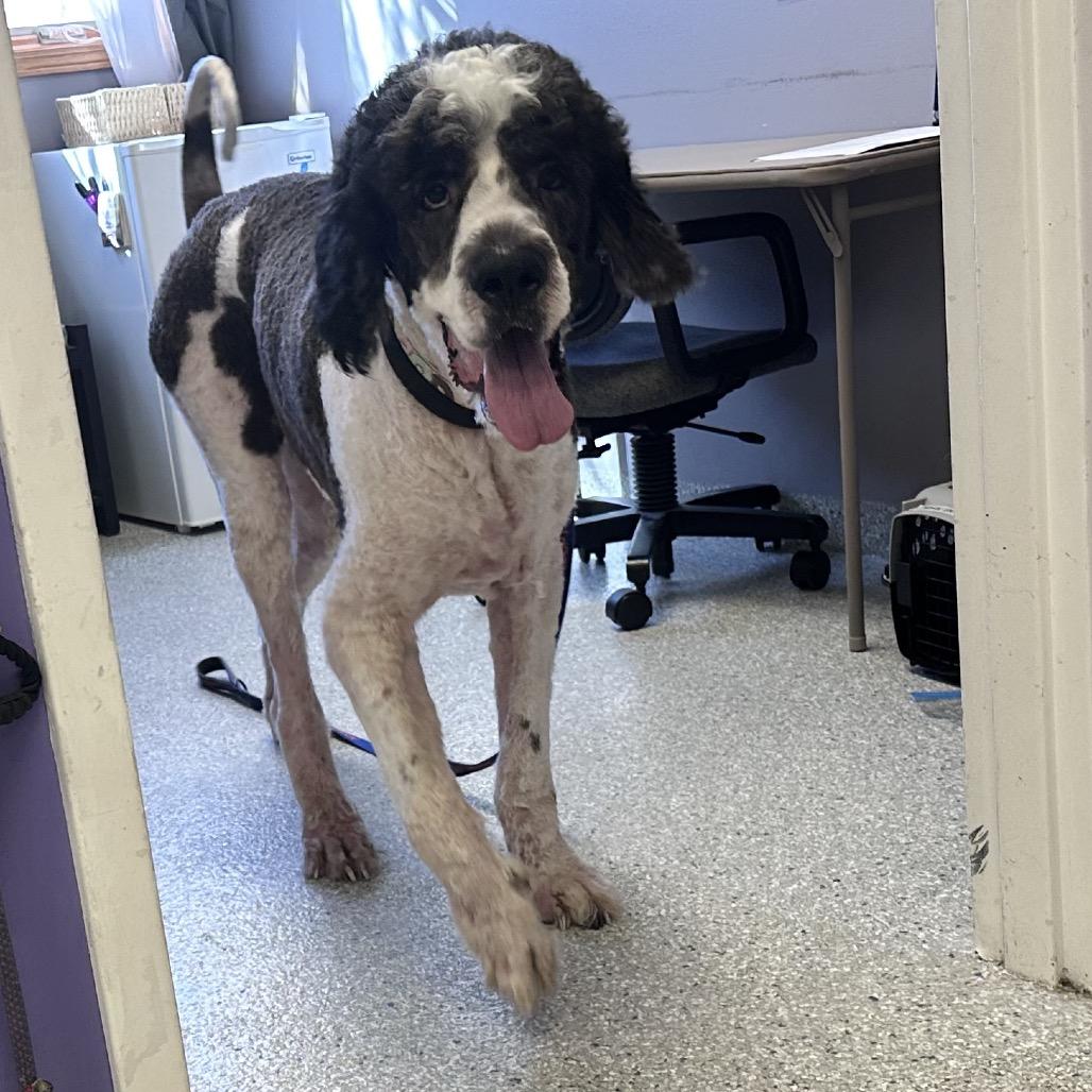Enlarge Javier, a Adoptable mixed breed in Manhattan, KS image 5/6