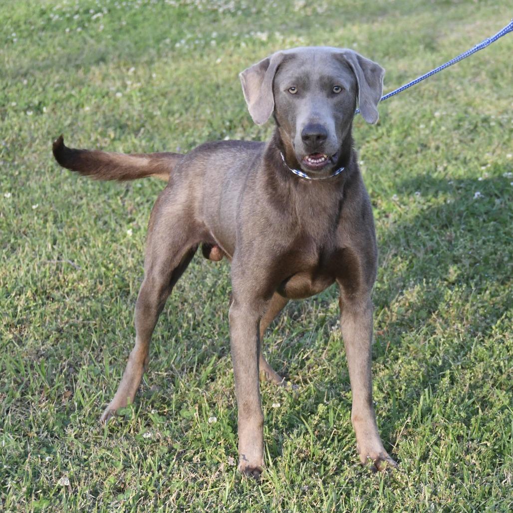 Gunner, Adoptable, Adult Male Labrador Retriever.