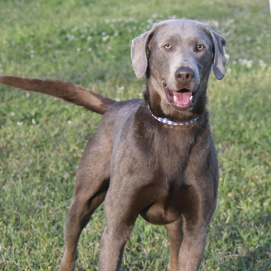 Enlarge Gunner, a Adoptable mixed breed in Natchez, MS image 2/6