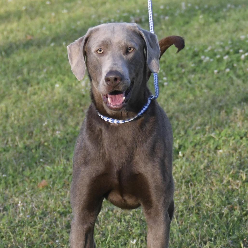 Enlarge Gunner, a Adoptable mixed breed in Natchez, MS image 3/6