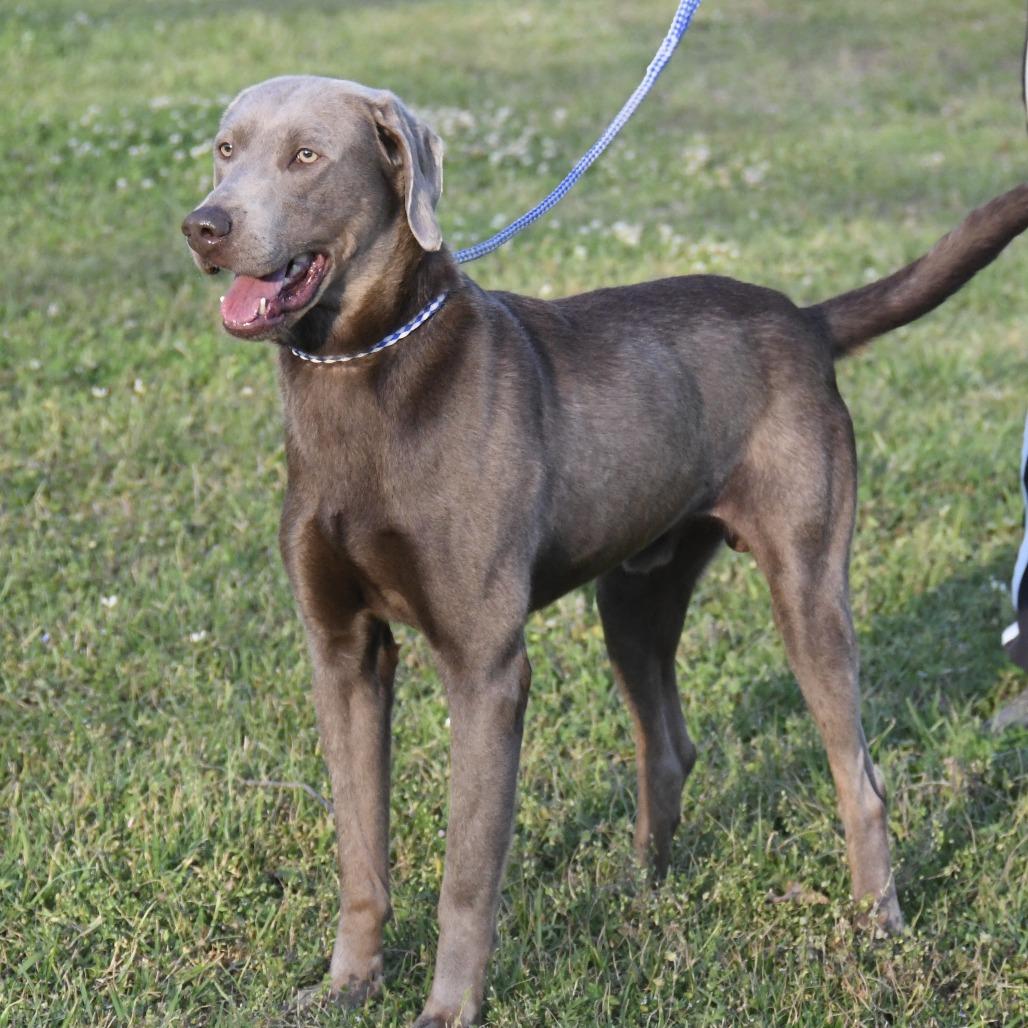 Enlarge Gunner, a Adoptable mixed breed in Natchez, MS image 4/6