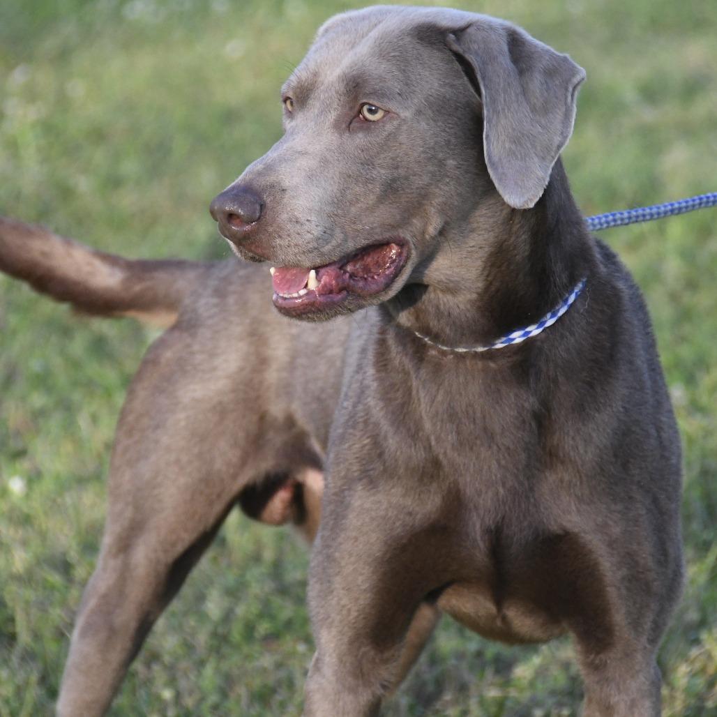 Enlarge Gunner, a Adoptable mixed breed in Natchez, MS image 5/6
