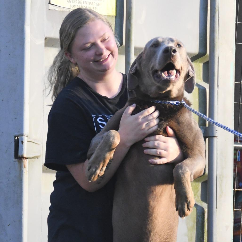 Enlarge Gunner, a Adoptable mixed breed in Natchez, MS image 6/6