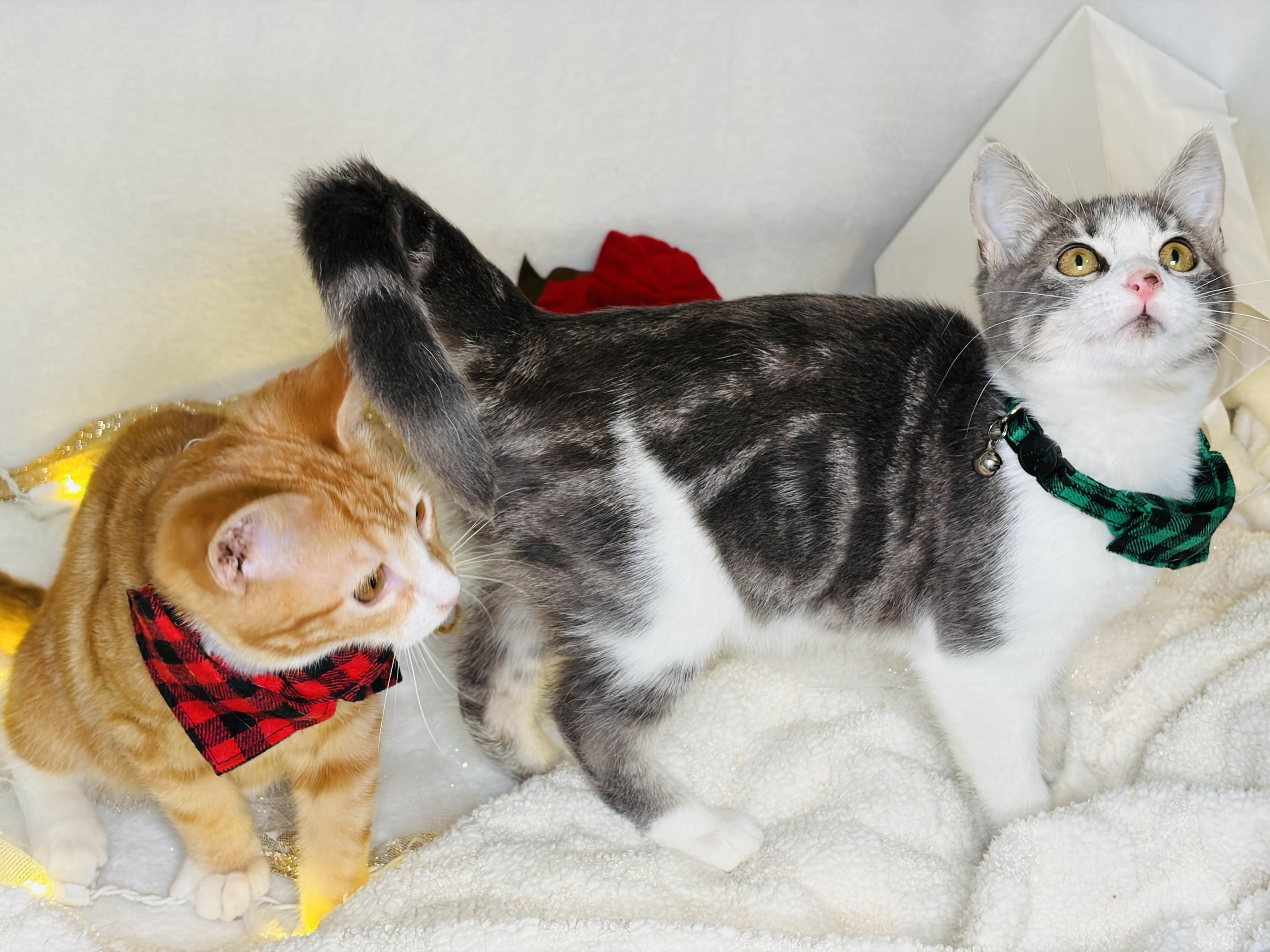 Enlarge Sweet P & Nuka, a Adoptable Domestic Short Hair in Waterbury, CT image 5/6