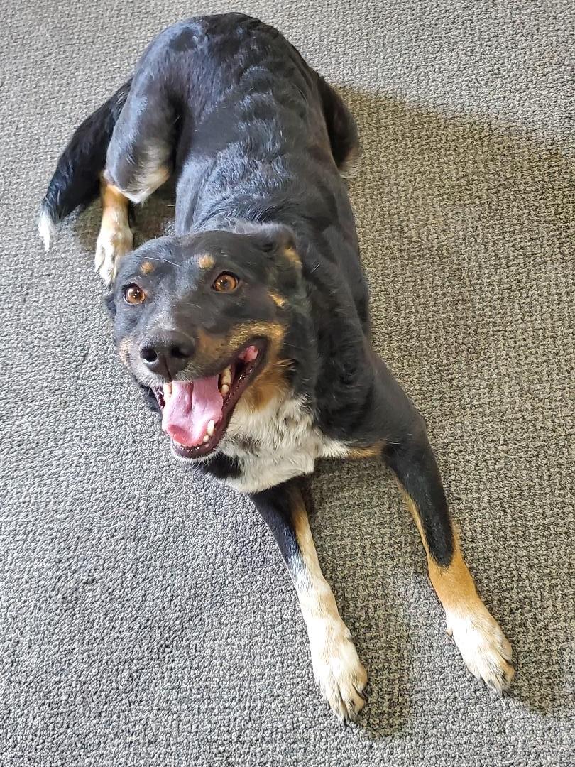 Minty, an adoptable Cattle Dog in Bend, OR, 97703 | Photo Image 2