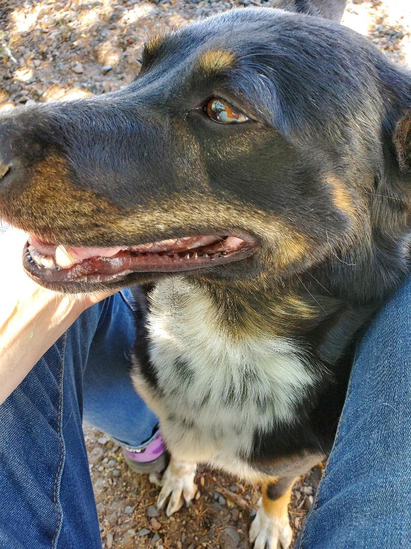 Minty, an adoptable Cattle Dog in Bend, OR, 97703 | Photo Image 3