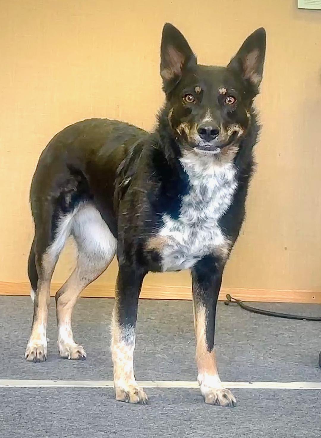 Minty, Adoptable, Adult Female Cattle Dog.
