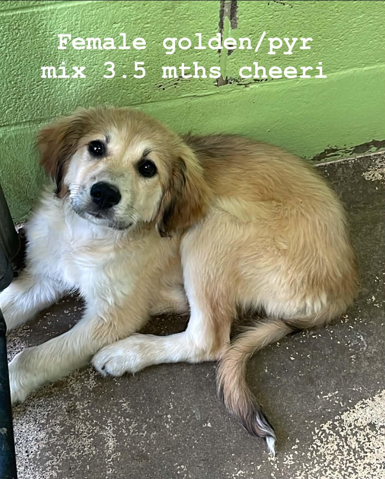 Enlarge Cheeri, an adopted mixed breed in Fort Payne, AL image 1/1