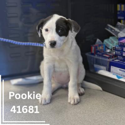 Pookie 4