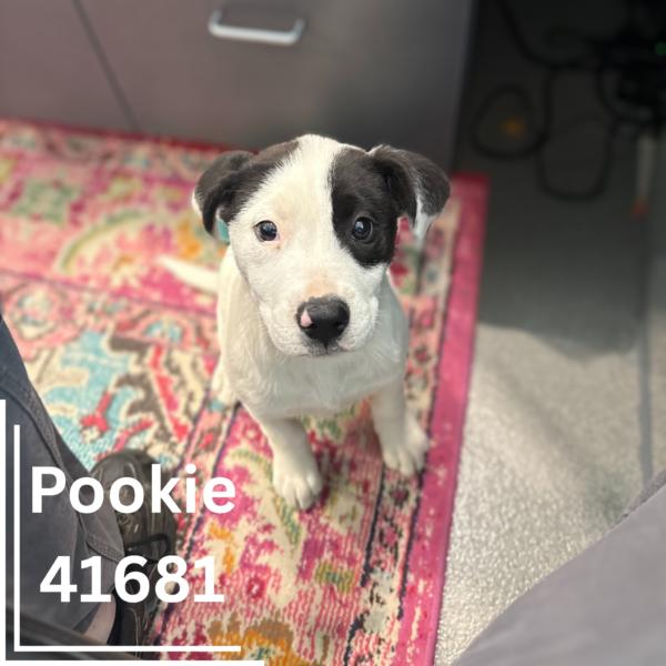 Pookie