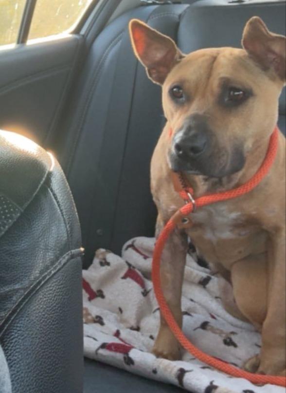 Enlarge Ruby, a Adoptable mixed breed in Hartsville, SC image 2/4