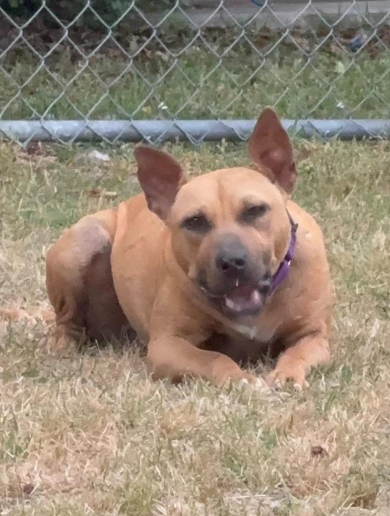 Enlarge Ruby, a Adoptable mixed breed in Hartsville, SC image 3/4