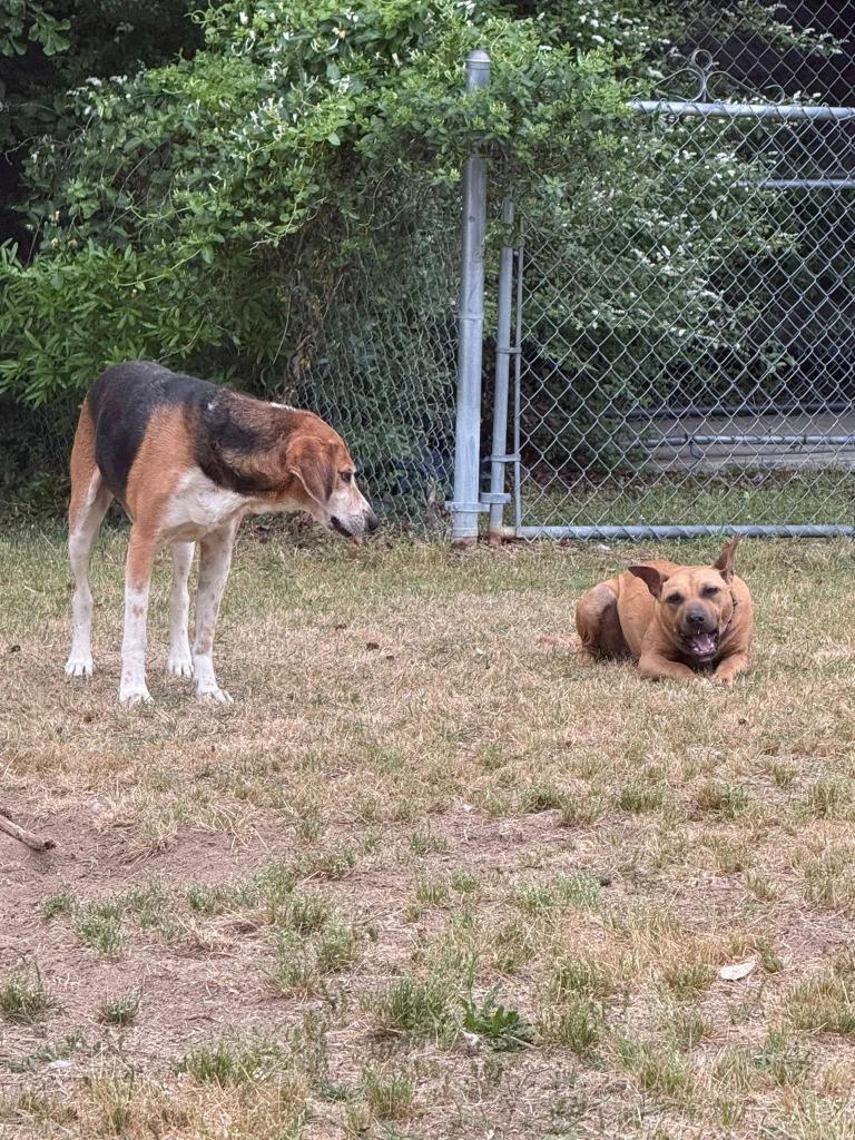 Enlarge Ruby, a Adoptable mixed breed in Hartsville, SC image 4/4