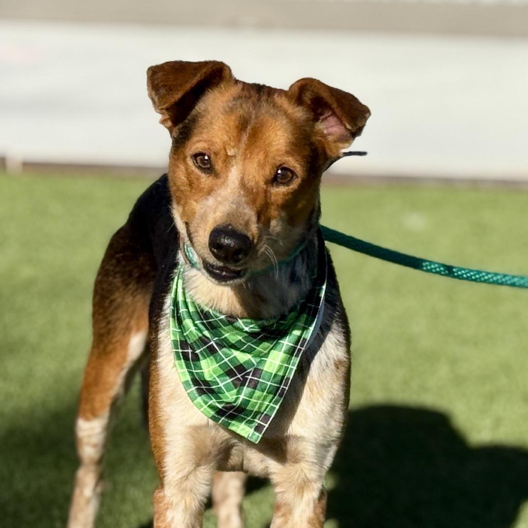 Enlarge Screech - I am only 23 lbs!, a Adoptable mixed breed in San Antonio, TX image 4/6