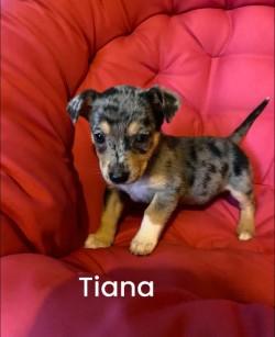 Tiana