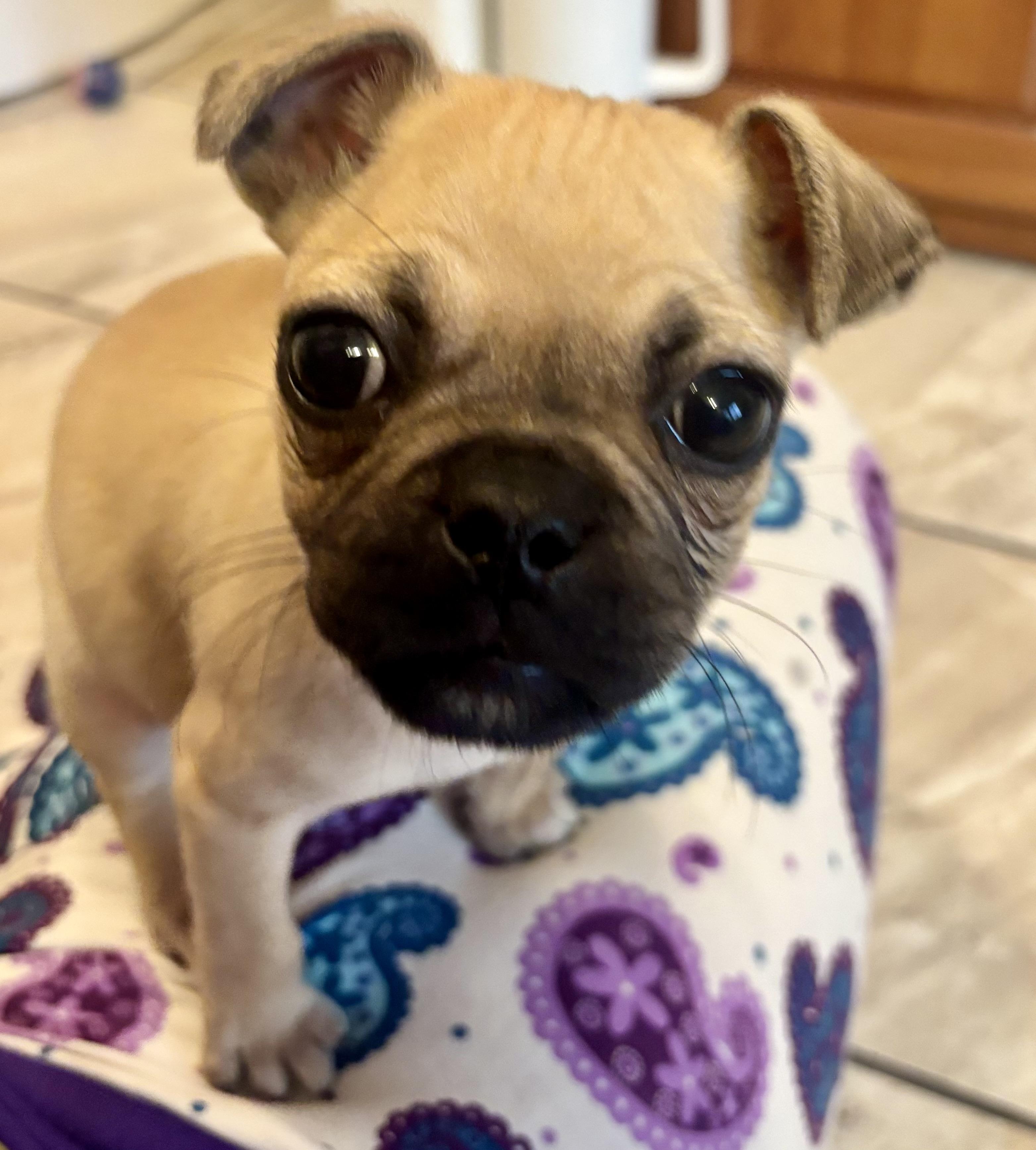Peanut, Adopted, Young Male Pug & Chihuahua.