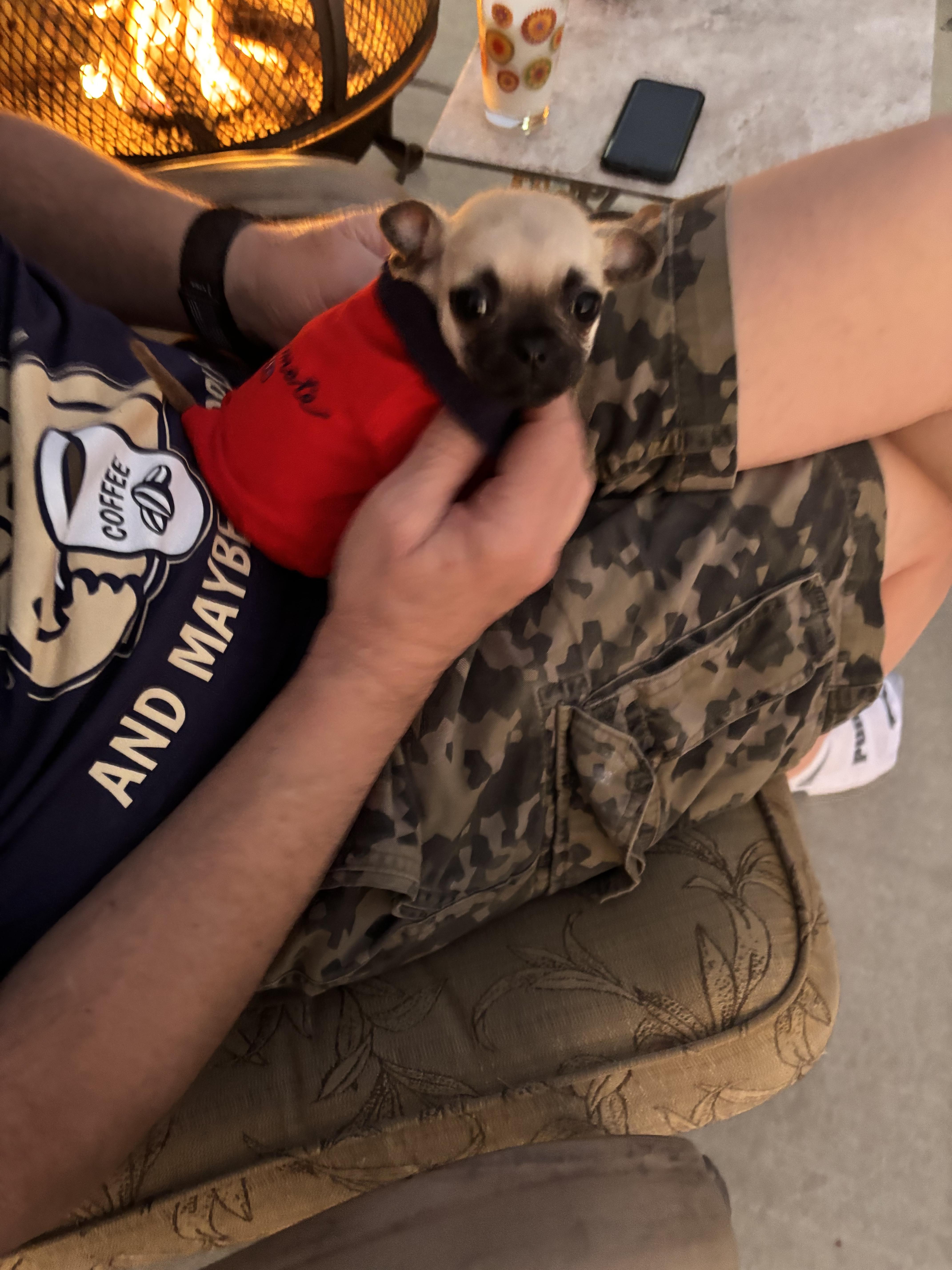 Enlarge Peanut, a Adopted mixed breed in Wasilla, AK image 2/2