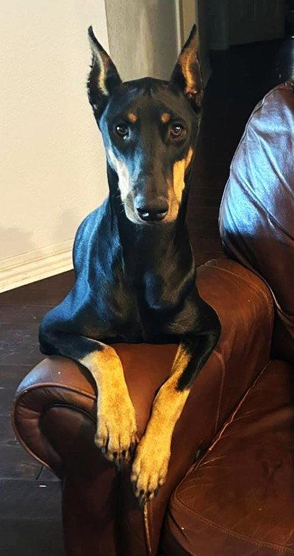 Raquel, Adopted, Adult Female Doberman Pinscher.
