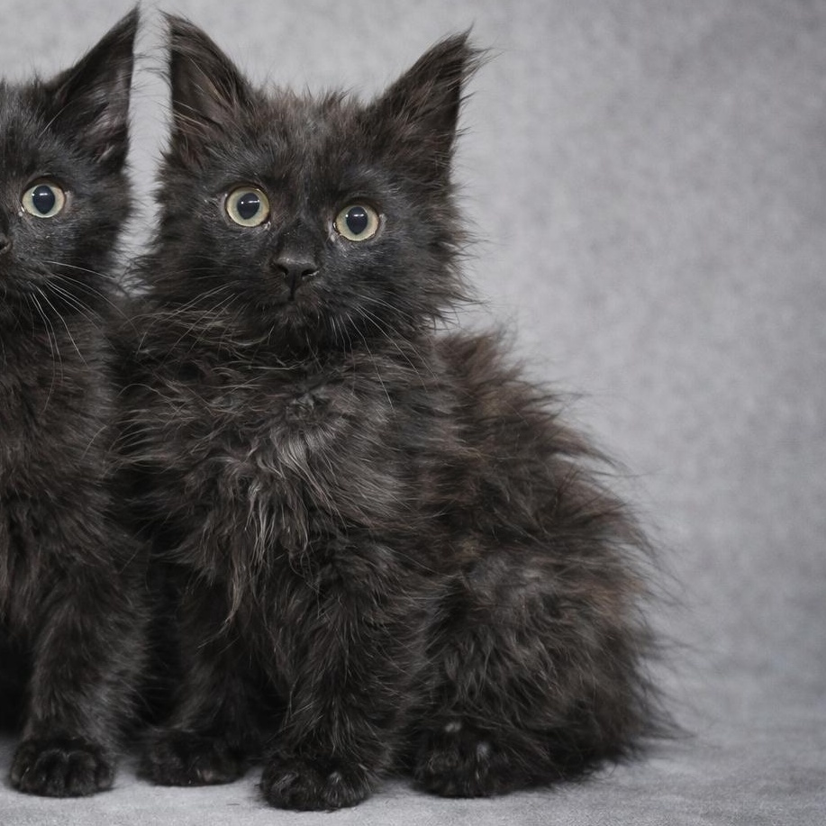 Enlarge Ernie, a Adoptable Domestic Long Hair in Quincy, OH image 1/1