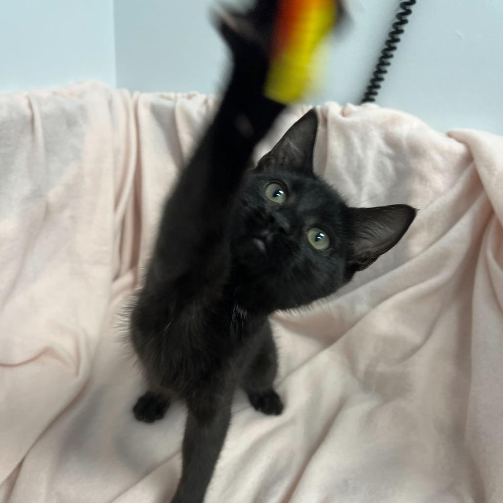 Aluminium, Adoptable, Kitten Female Domestic Short Hair.