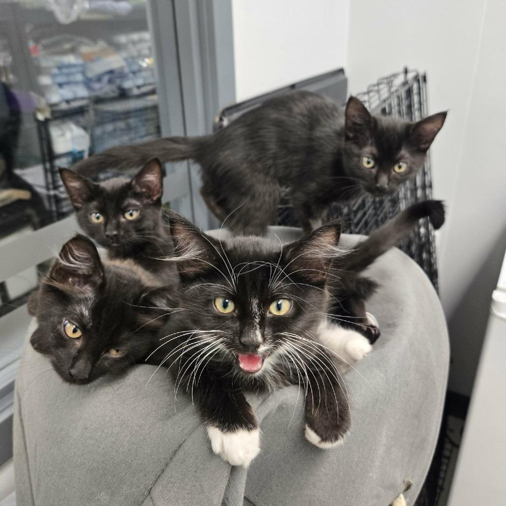 Aluminium, a Adoptable Domestic Short Hair in Abbotsford, BC image 2/6