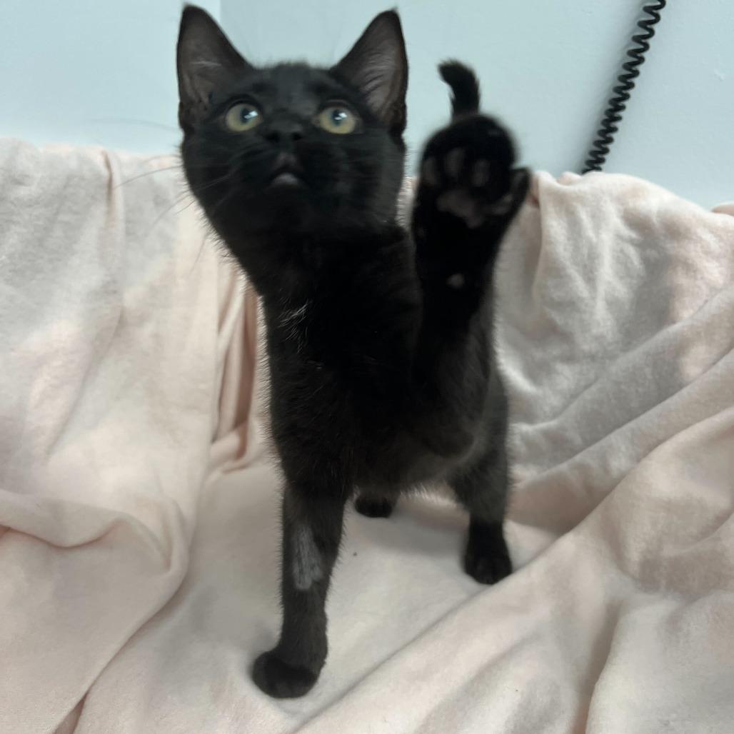 Aluminium, a Adoptable Domestic Short Hair in Abbotsford, BC image 4/6