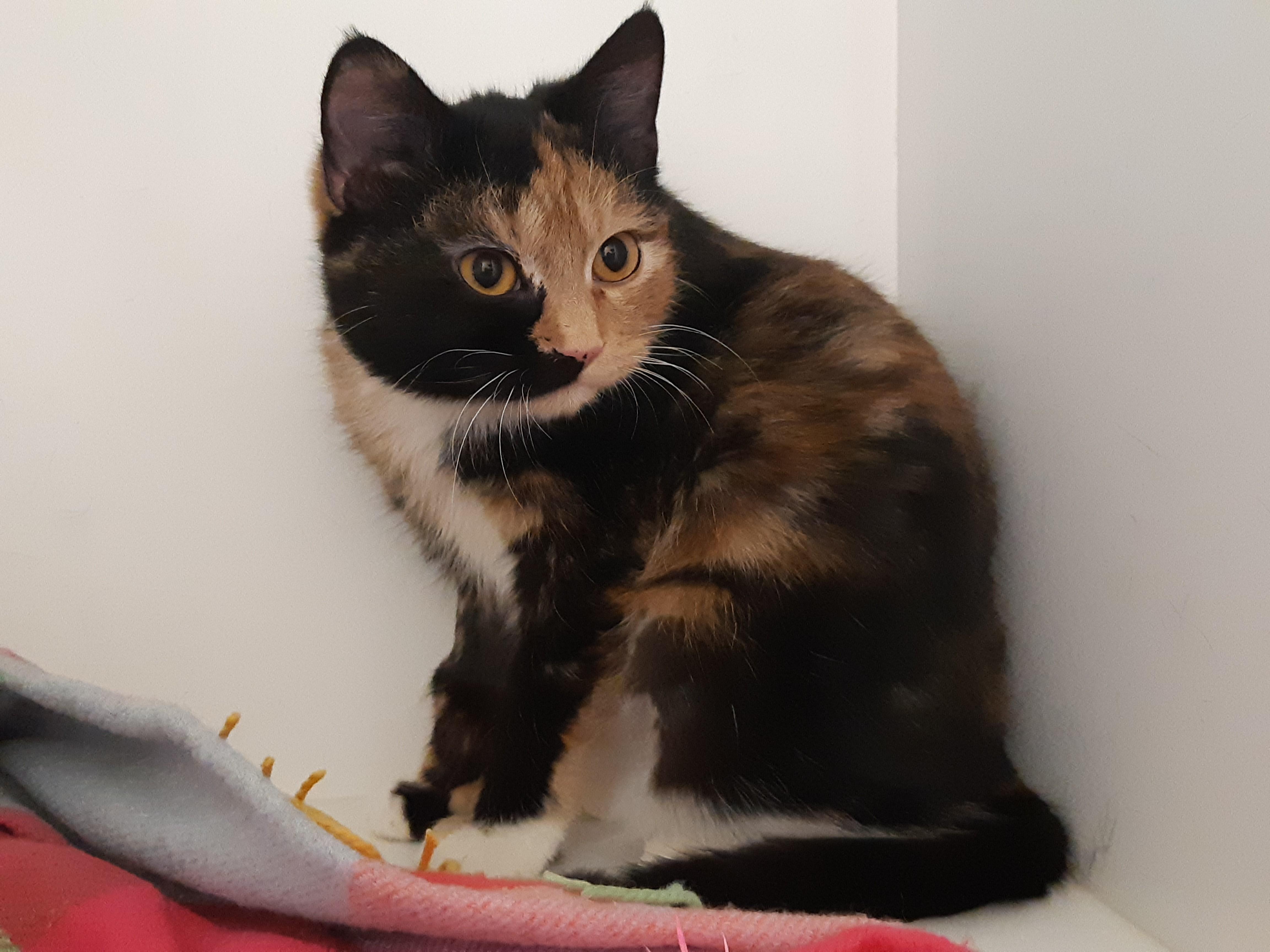 Honey, an adoptable Domestic Short Hair in New Westminster, BC, V3M 5K3 | Photo Image 4