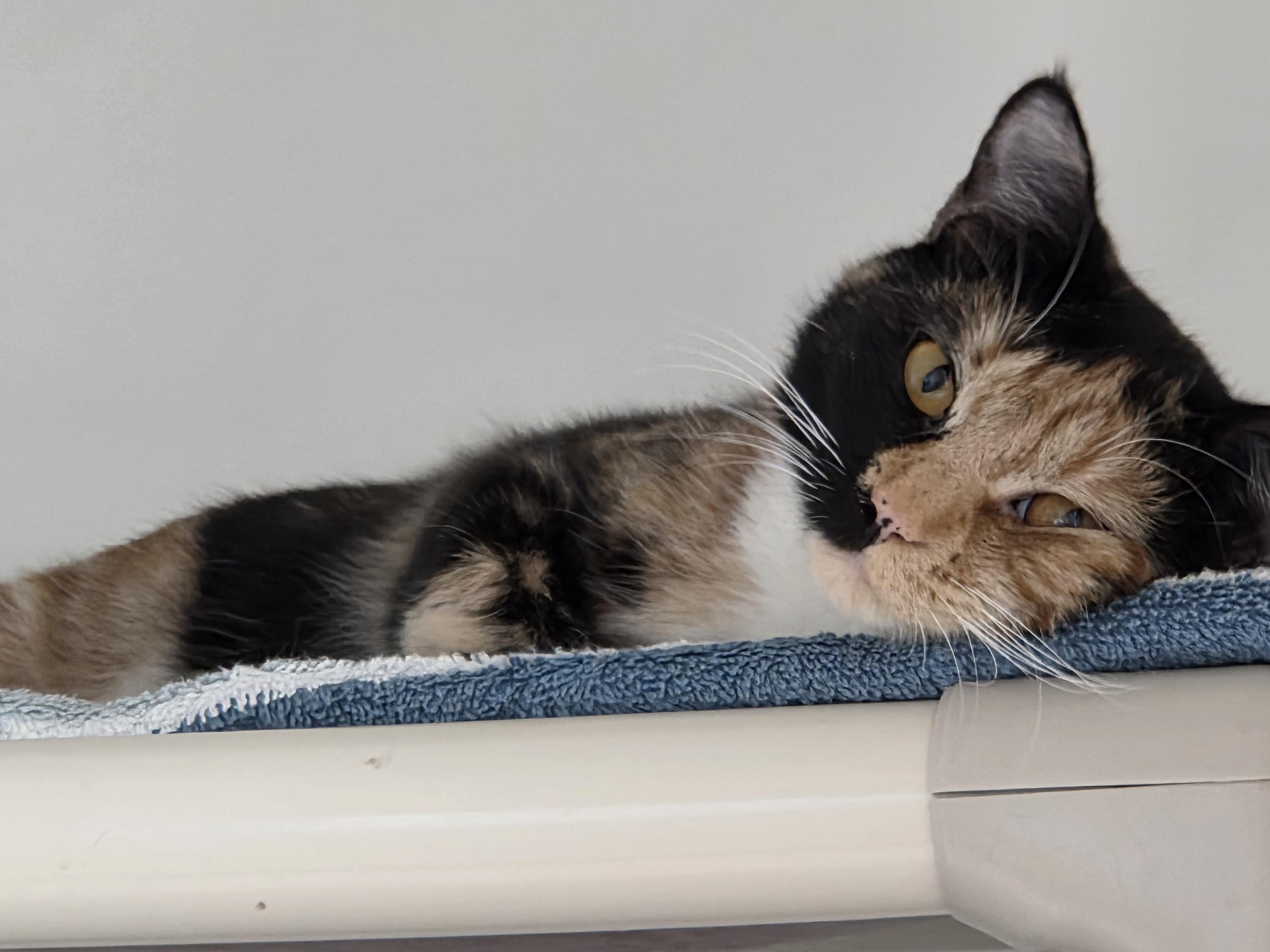 Honey, an adoptable Domestic Short Hair in New Westminster, BC, V3M 5K3 | Photo Image 1