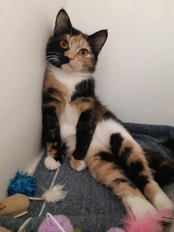 Honey, an adoptable Domestic Short Hair in New Westminster, BC, V3M 5K3 | Photo Image 2