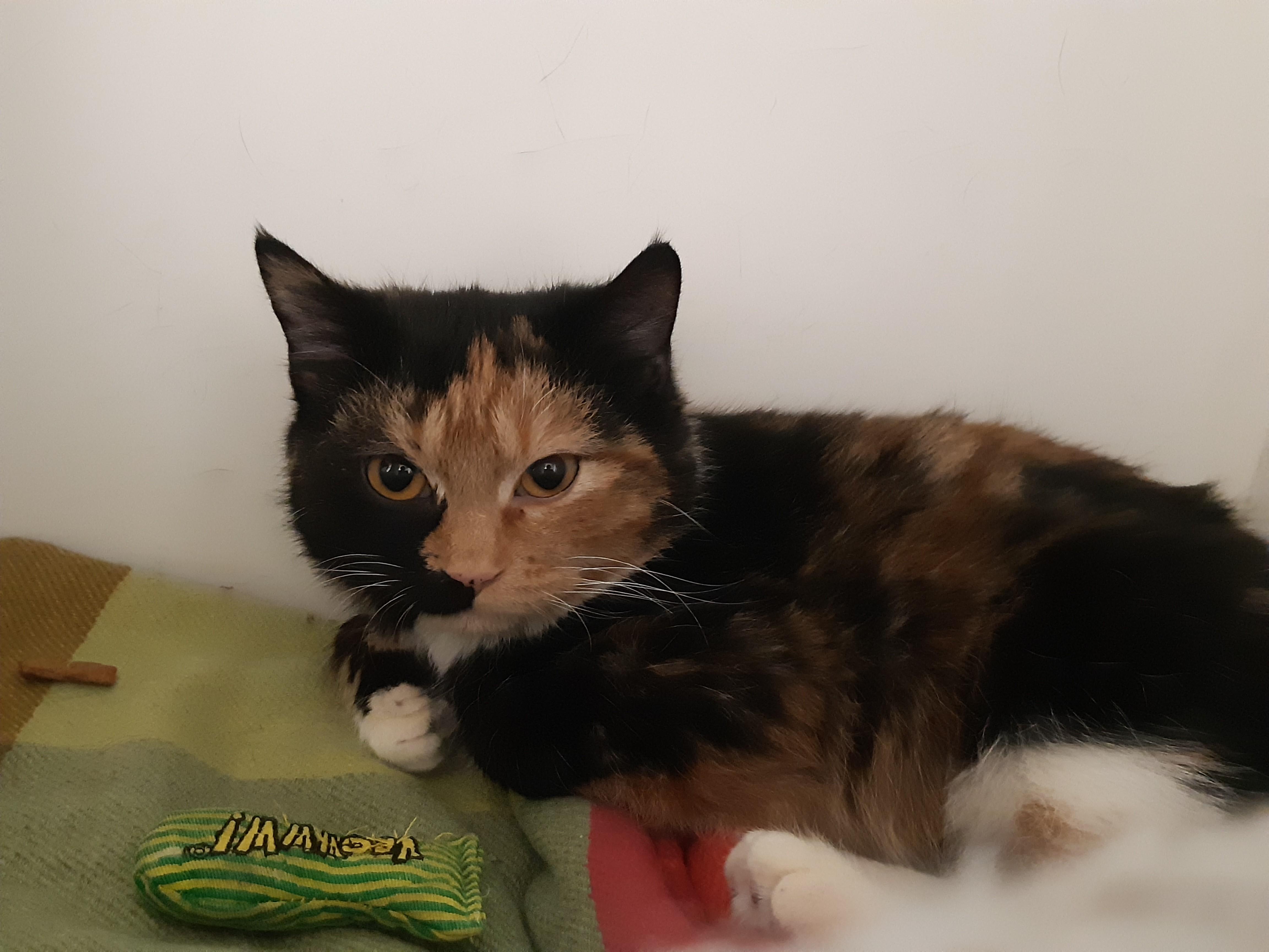 Honey, an adoptable Domestic Short Hair in New Westminster, BC, V3M 5K3 | Photo Image 3