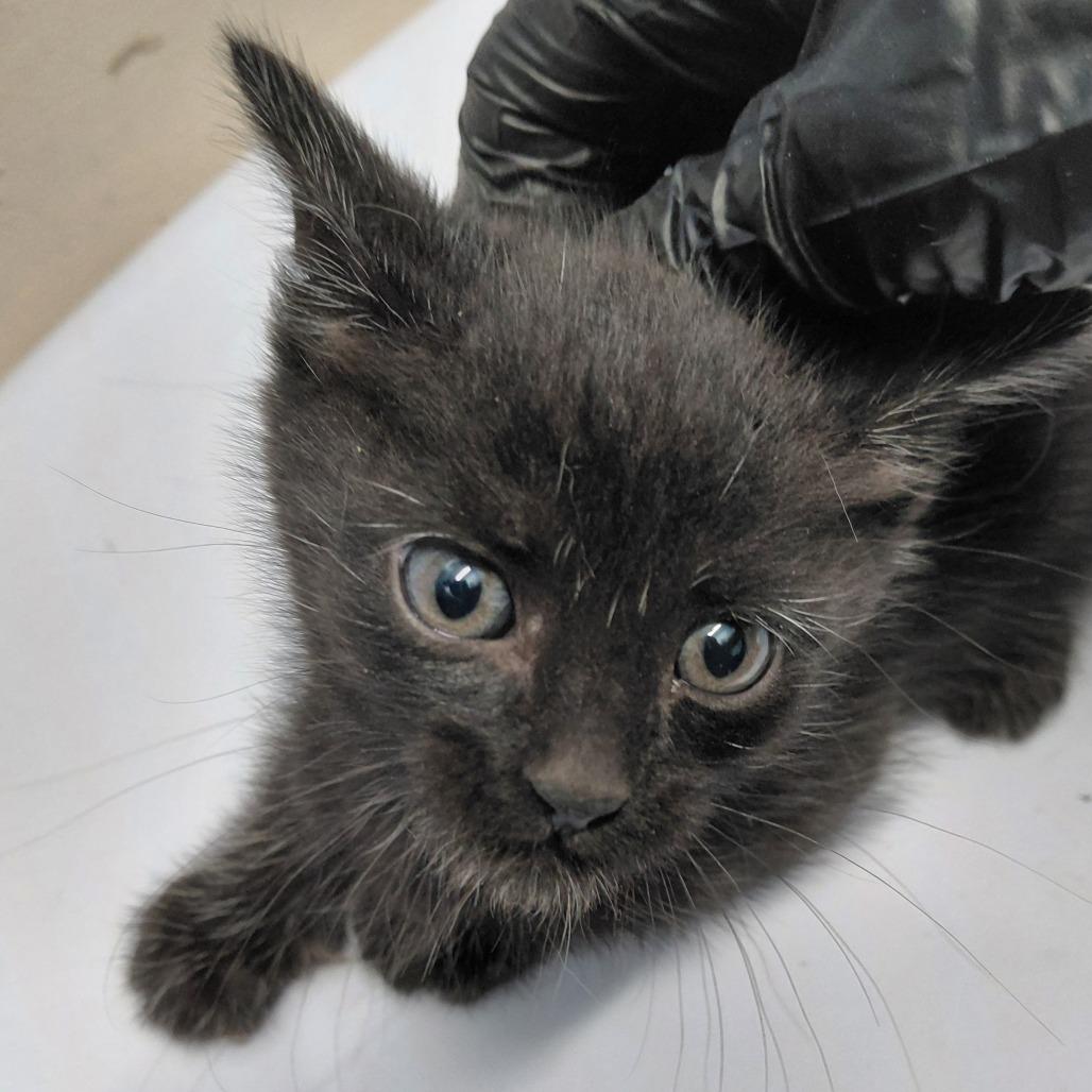 Frank, a Adoptable Domestic Short Hair in Springtown, TX image 1/4
