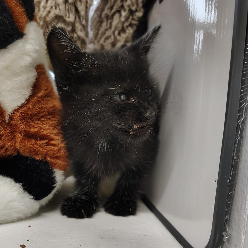 Frank, a Adoptable Domestic Short Hair in Springtown, TX image 2/4
