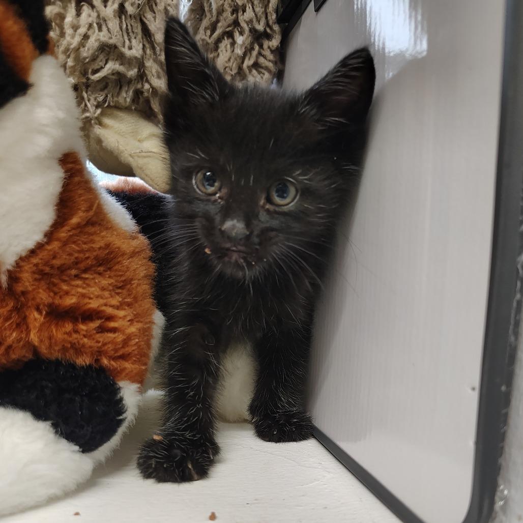 Frank, a Adoptable Domestic Short Hair in Springtown, TX image 3/4