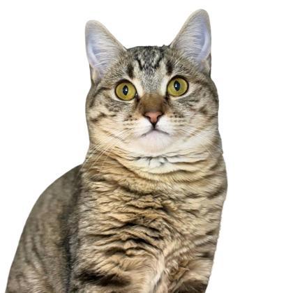 Enlarge Mittens, a Adoptable mixed breed in Reno, NV image 1/1