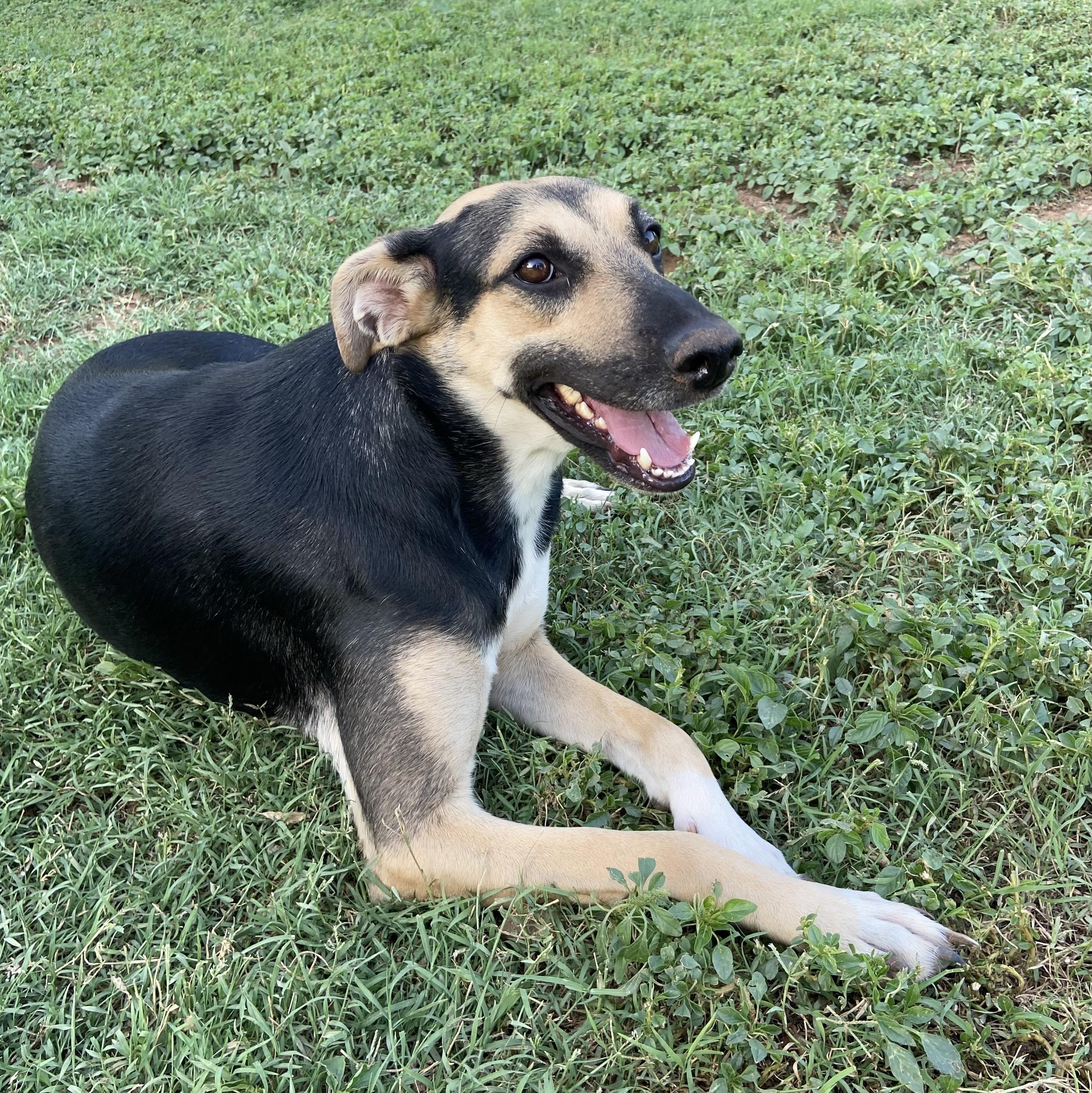 Malia, a Adopted mixed breed in Green Bay, WI image 1/3