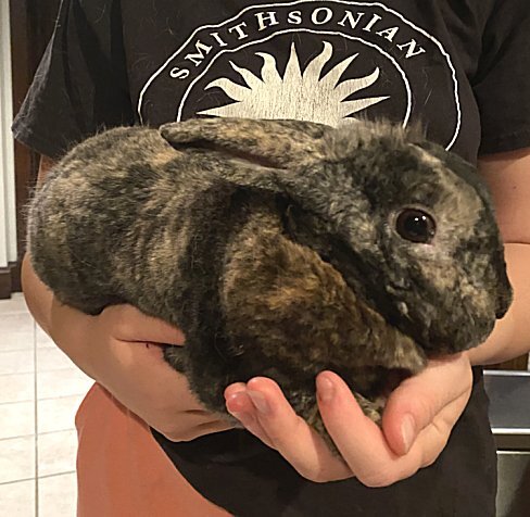 Enlarge Benny, a Adoptable Mini Rex in Waukesha, WI image 3/4