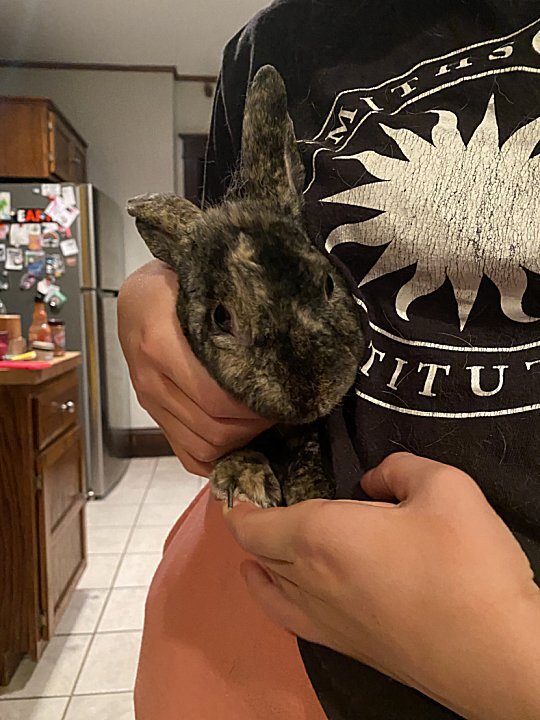 Enlarge Benny, a Adoptable Mini Rex in Waukesha, WI image 4/4