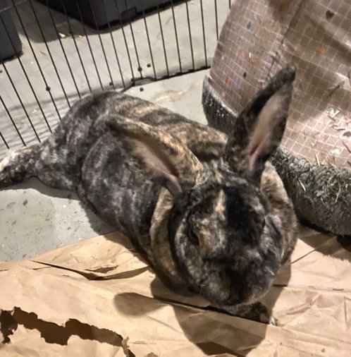 Enlarge Benny, a Adoptable Mini Rex in Waukesha, WI image 1/4