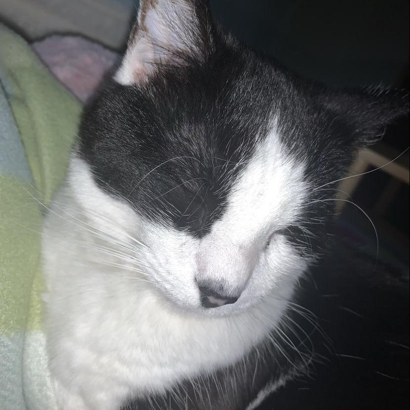 Milly, Adoptable, Senior Female Domestic Short Hair.