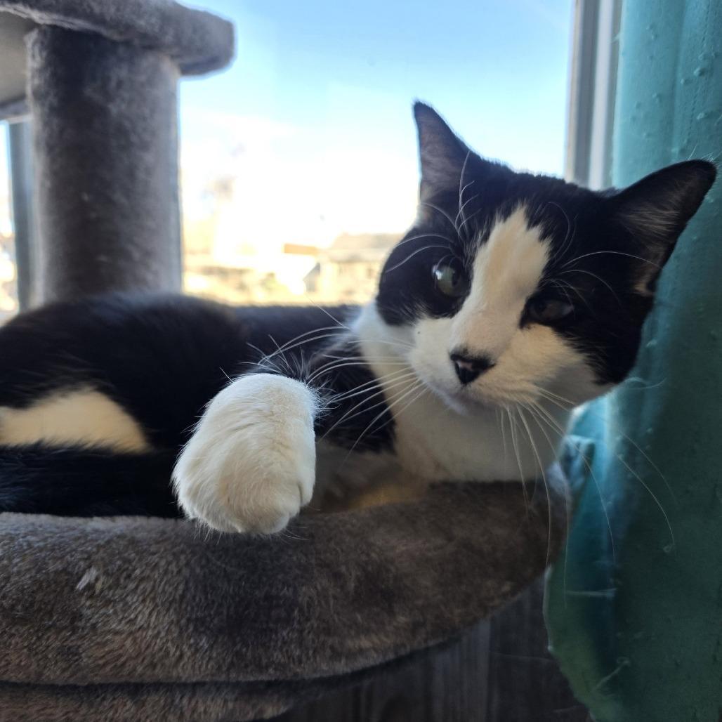 Enlarge Milly, a Adoptable Domestic Short Hair in Laramie, WY image 2/6
