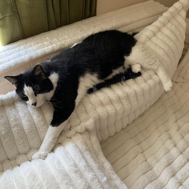 Enlarge Milly, a Adoptable Domestic Short Hair in Laramie, WY image 3/6