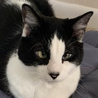 Enlarge Milly, a Adoptable Domestic Short Hair in Laramie, WY image 4/6