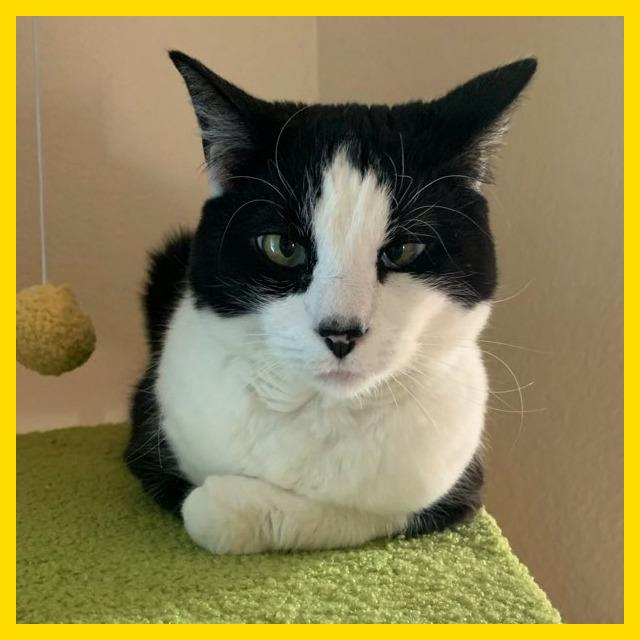 Enlarge Milly, a Adoptable Domestic Short Hair in Laramie, WY image 5/6