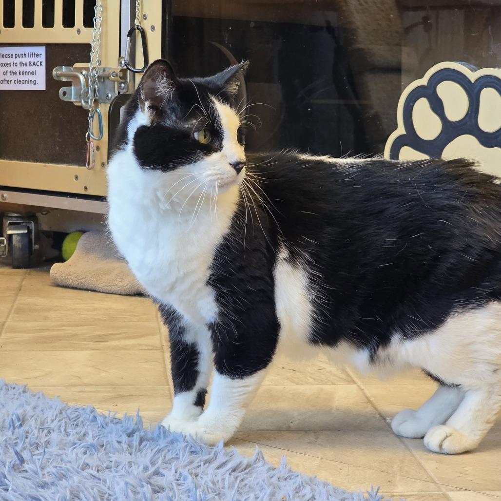 Enlarge Milly, a Adoptable Domestic Short Hair in Laramie, WY image 6/6