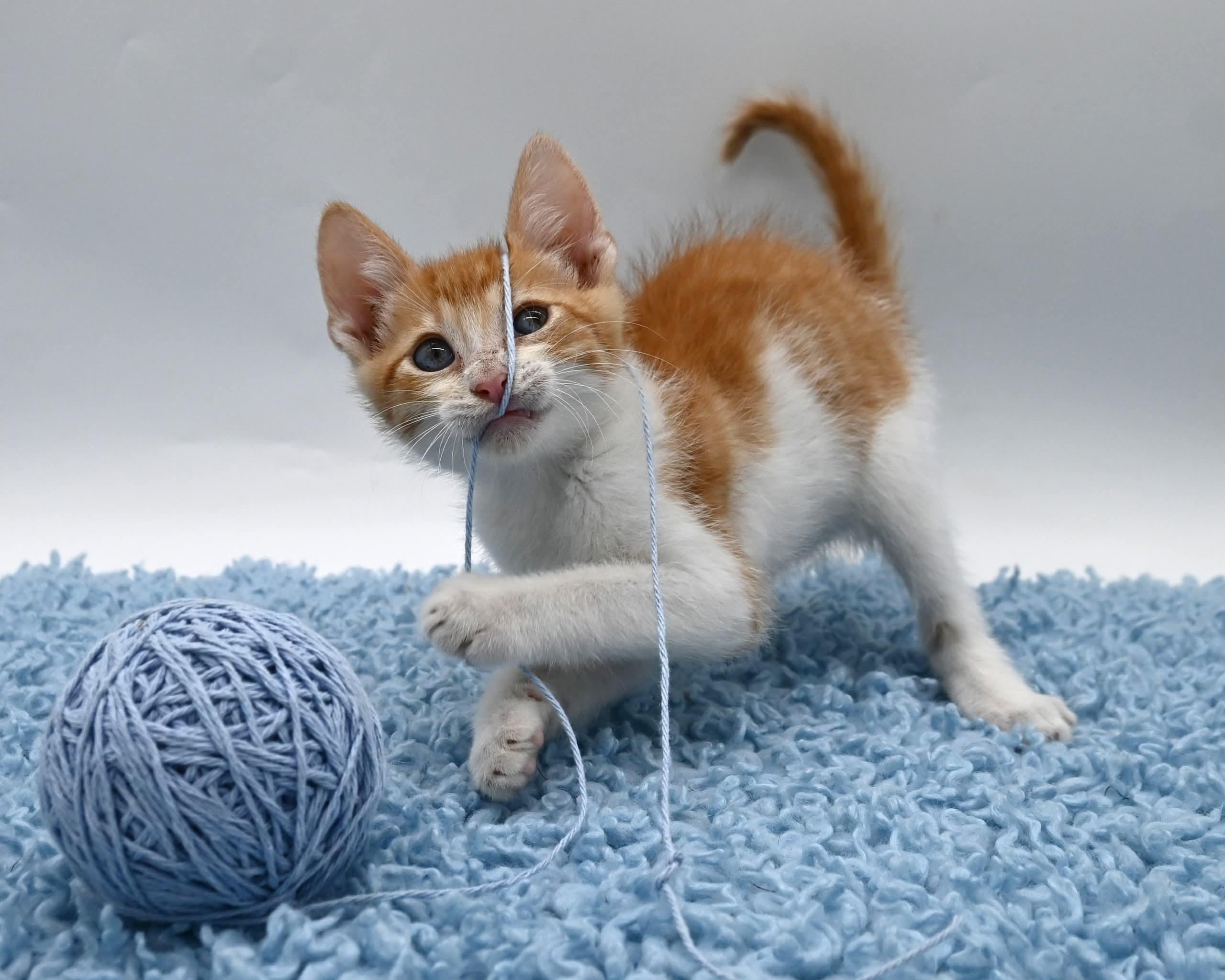 Enlarge Bruce. (So Sweet), an adopted mixed breed in Farmington, CT image 4/5