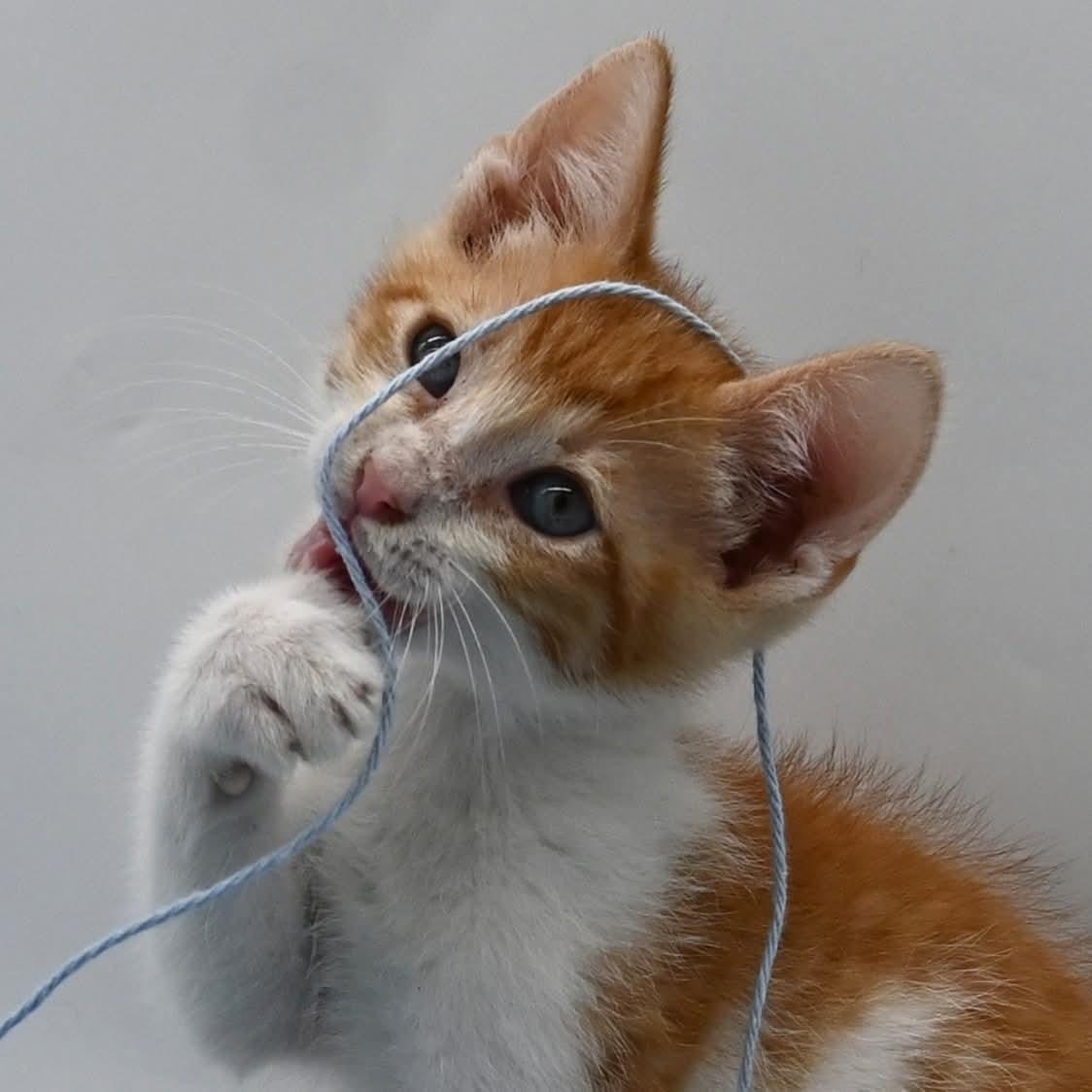 Enlarge Bruce. (So Sweet), an adopted mixed breed in Farmington, CT image 3/5