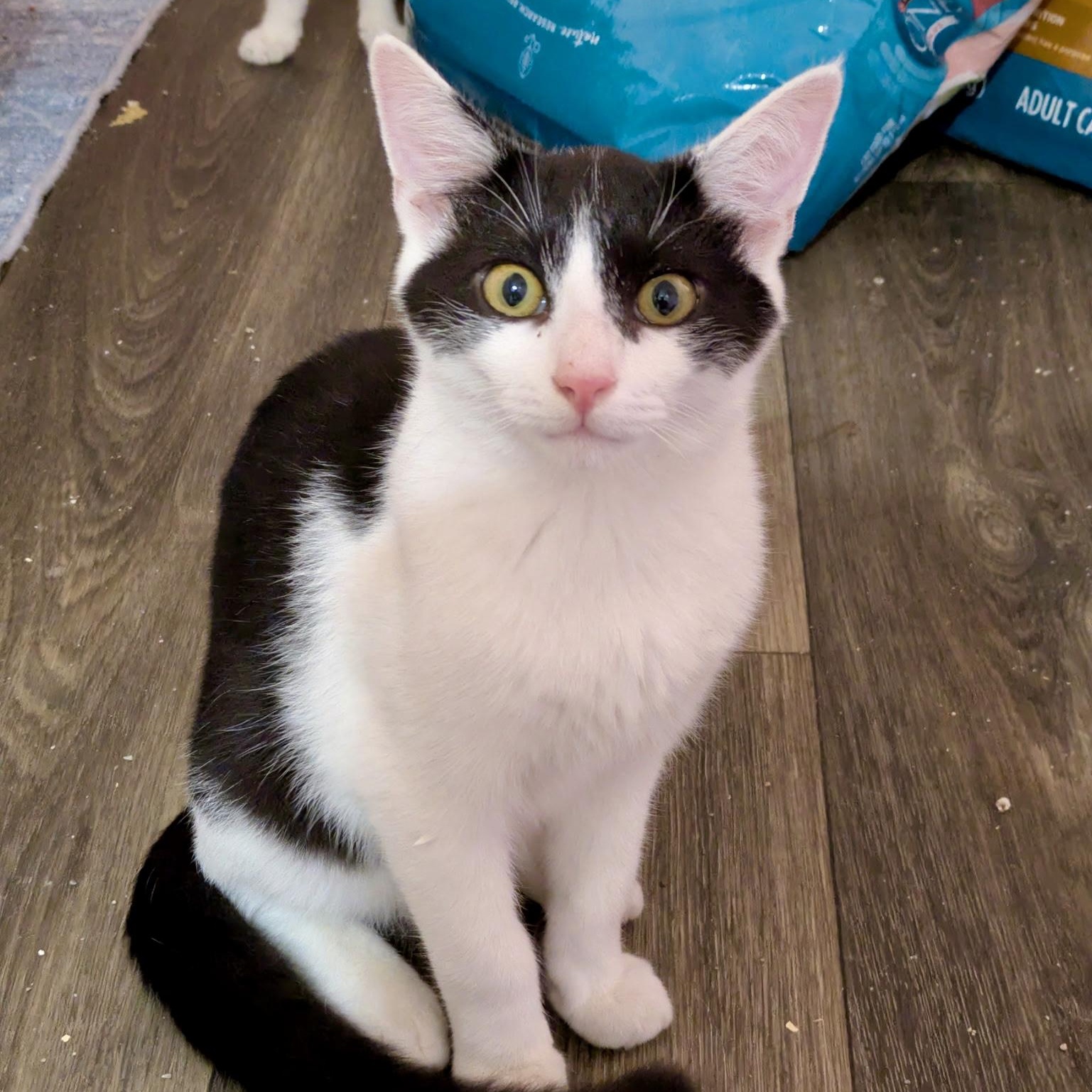 Enlarge Landline, a Adoptable Domestic Short Hair in Richmond, VA image 2/4