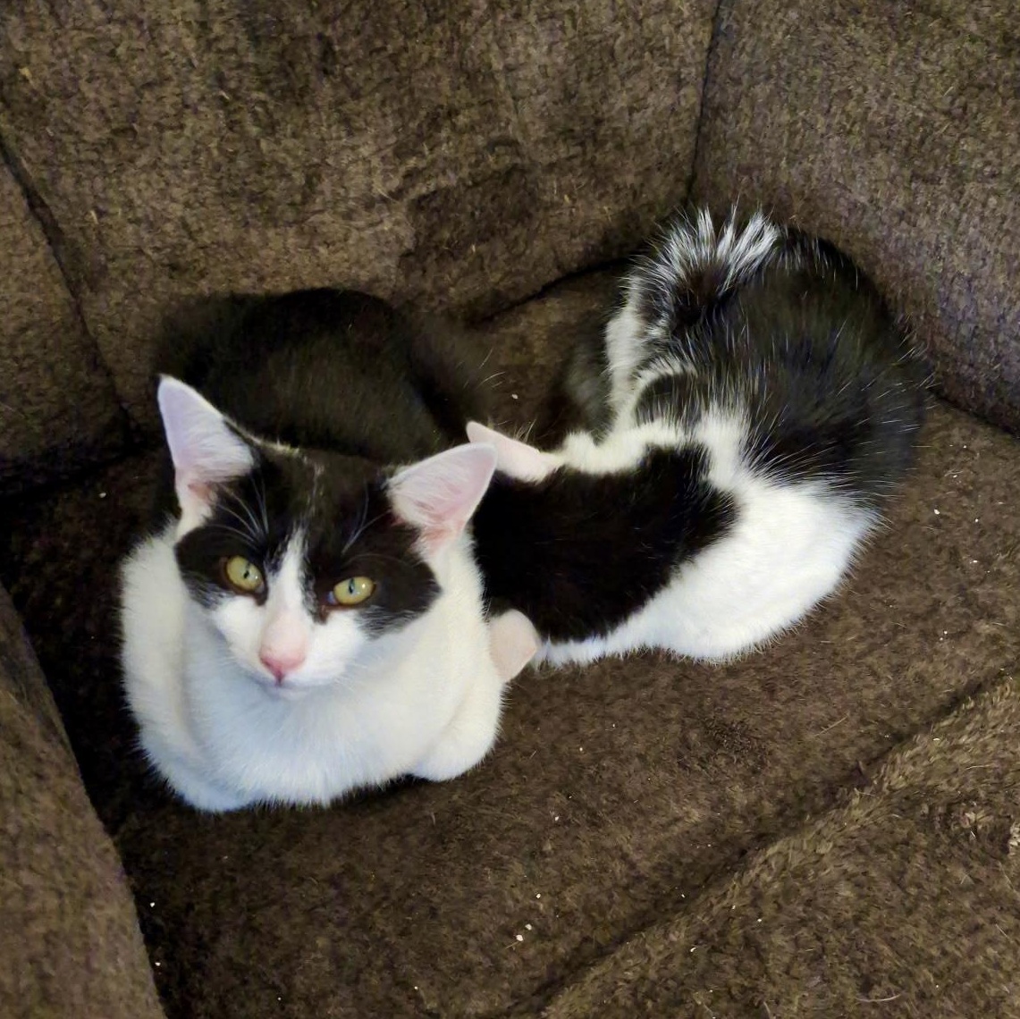 Enlarge Landline, a Adoptable Domestic Short Hair in Richmond, VA image 4/4