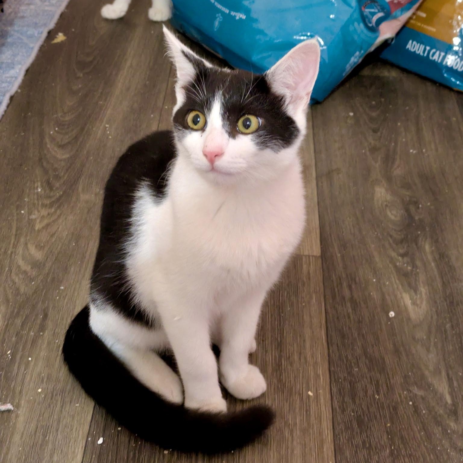 Enlarge Landline, a Adoptable Domestic Short Hair in Richmond, VA image 1/4